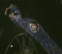 صورة Chaoborus flavicans (Meigen 1830)