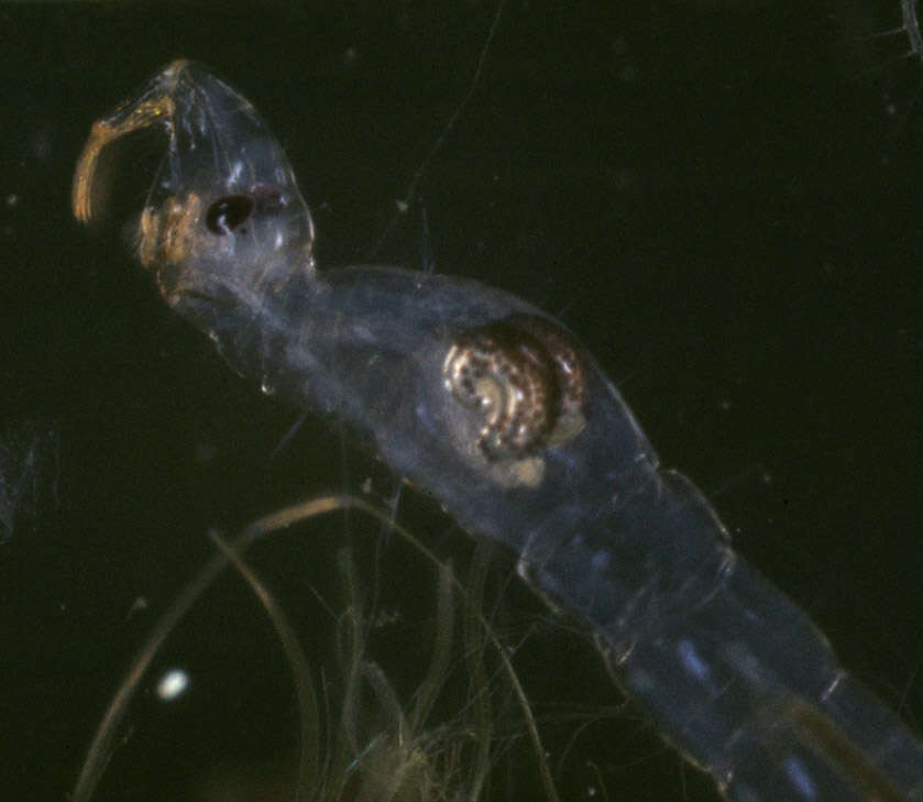 صورة Chaoborus flavicans (Meigen 1830)