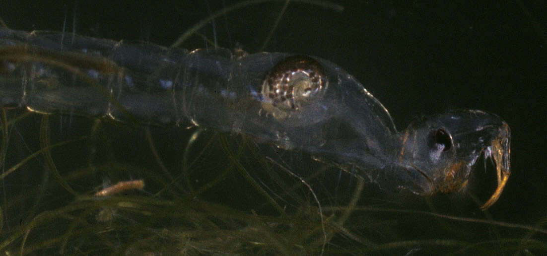 Слика од Chaoborus flavicans (Meigen 1830)