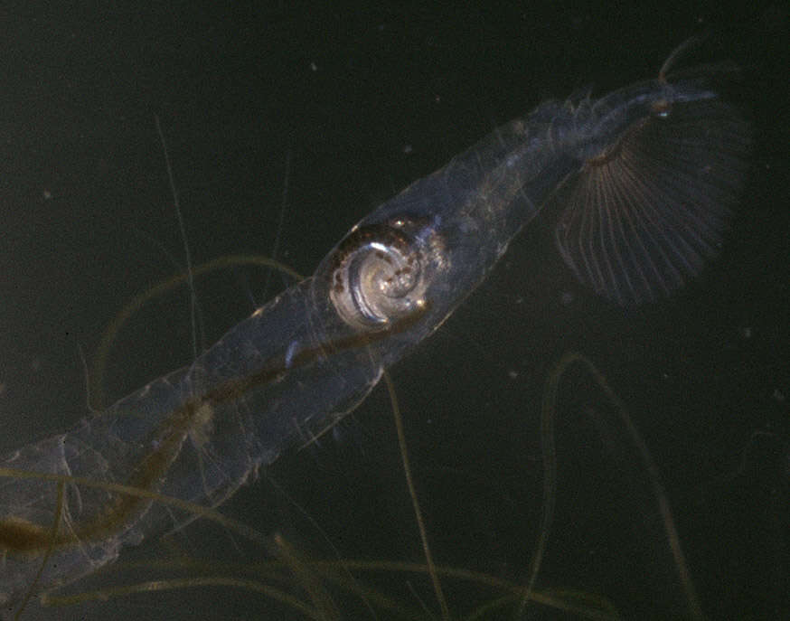 Слика од Chaoborus flavicans (Meigen 1830)