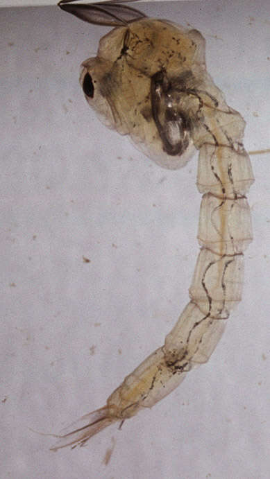 Image of Chaoborus flavicans (Meigen 1830)