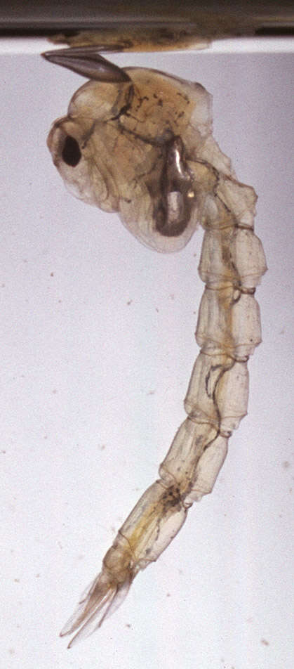Imagem de Chaoborus flavicans (Meigen 1830)