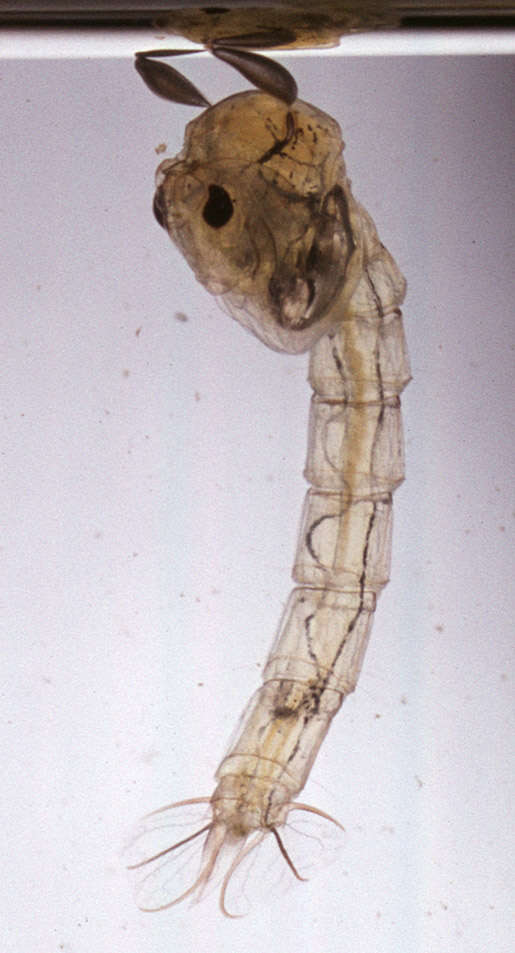 Imagem de Chaoborus flavicans (Meigen 1830)