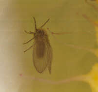 Image of Psychoda grisescens Tonnoir 1922