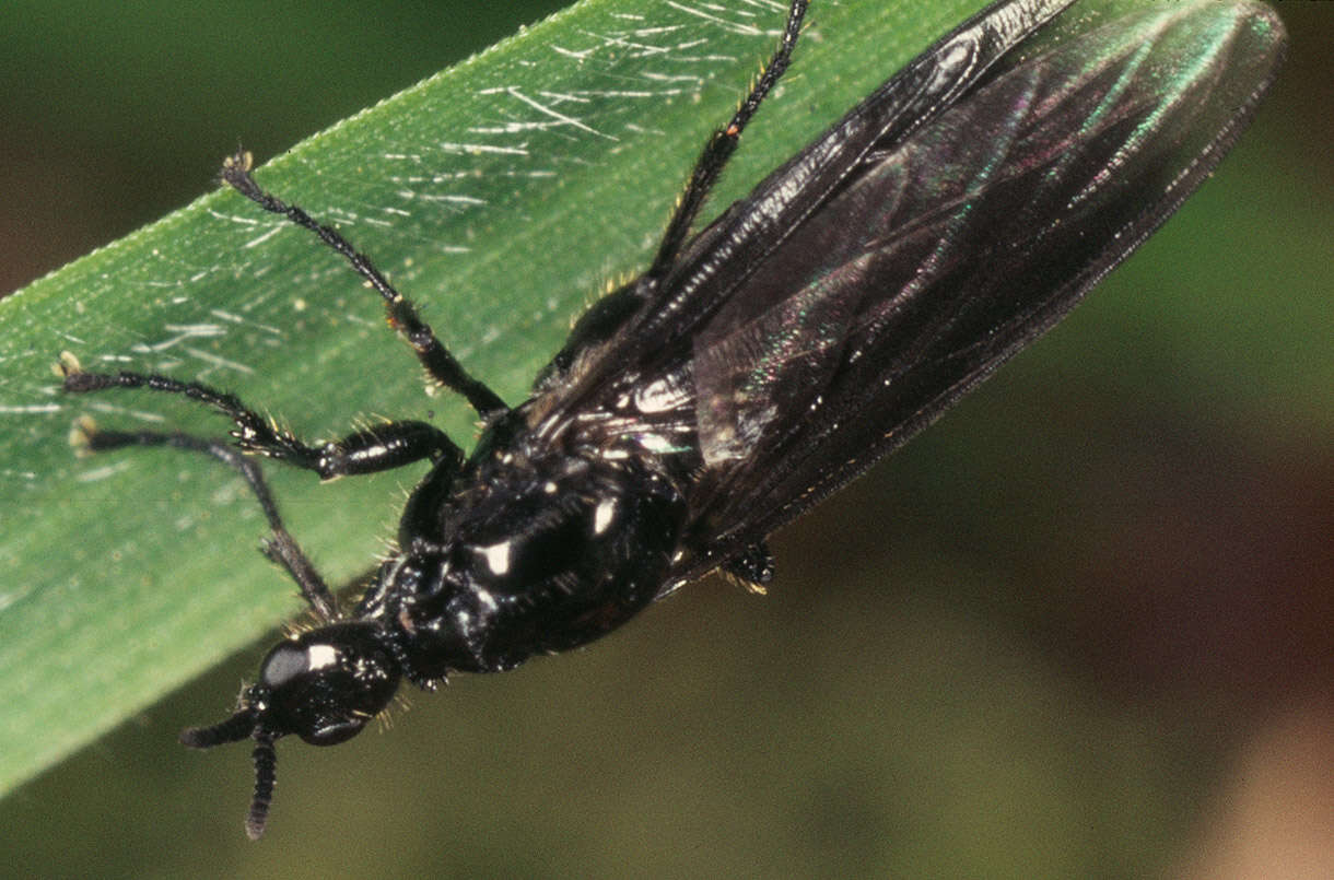 Image of Dilophus febrilis (Linnaeus 1758)