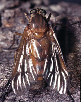 Image of Marsh Snipe fly