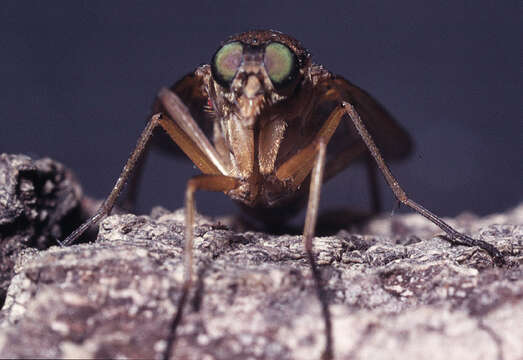 Image of Marsh Snipe fly