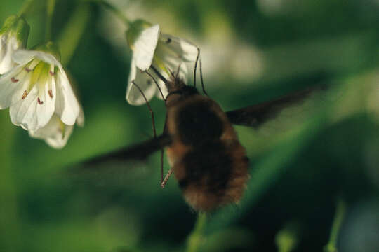 Image of Large bee-fly