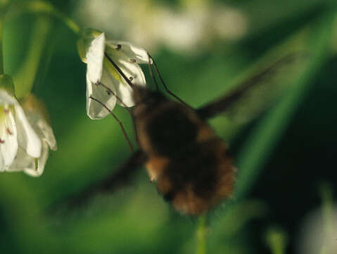 Image of Large bee-fly