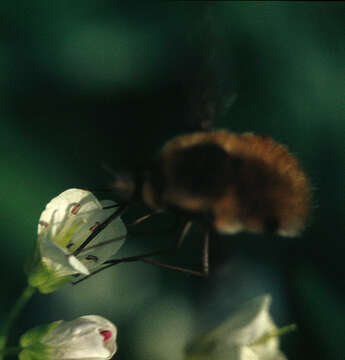 Image of Large bee-fly