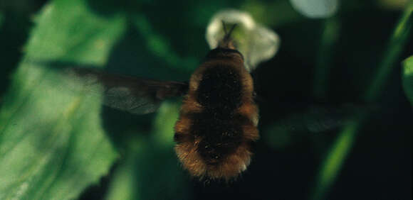 Image of Large bee-fly