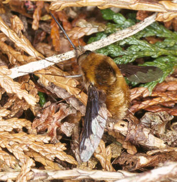 Image of Large bee-fly