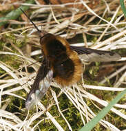 Image of Large bee-fly