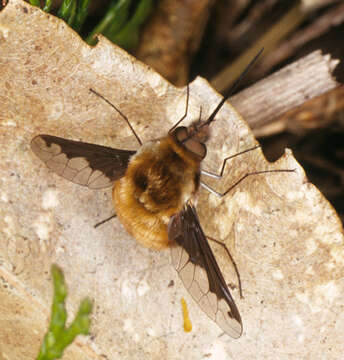 Image of Large bee-fly