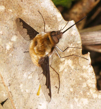 Image of Large bee-fly