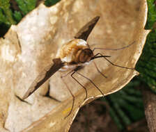 Image of Large bee-fly