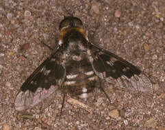 Image of Mottled bee-fly