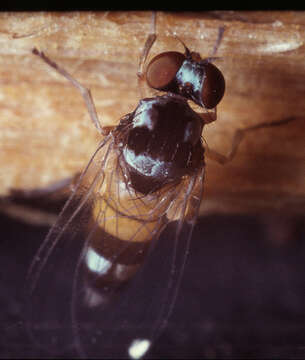 Callomyia amoena Meigen 1824的圖片