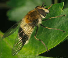 Leucozona lucorum (Linnaeus 1758) resmi