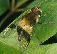 Leucozona lucorum (Linnaeus 1758) resmi