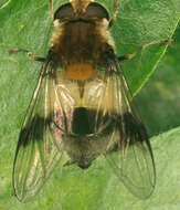 Leucozona lucorum (Linnaeus 1758) resmi