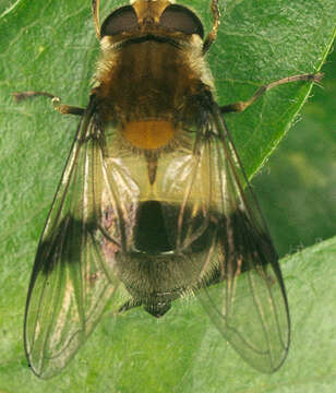 Image of Leucozona lucorum (Linnaeus 1758)