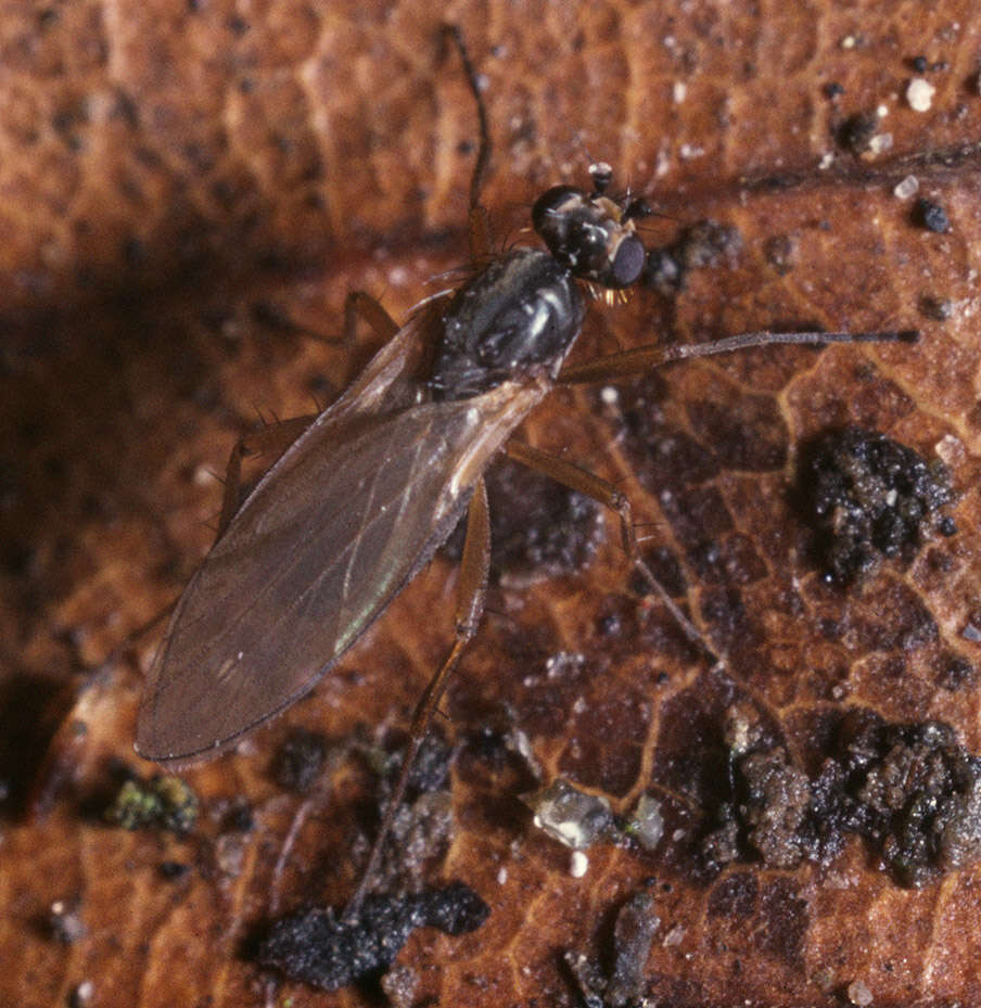 Image of Lonchoptera lutea Meigen 1809