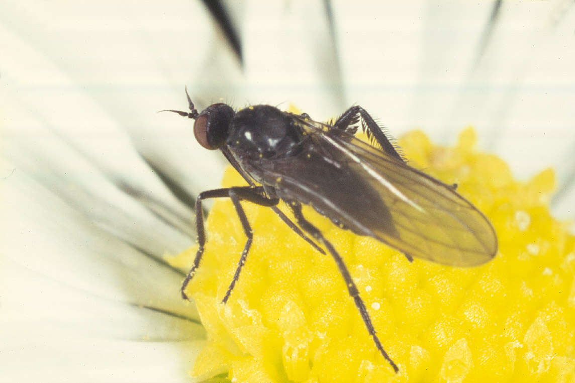 Image of Empis vitripennis Meigen 1822