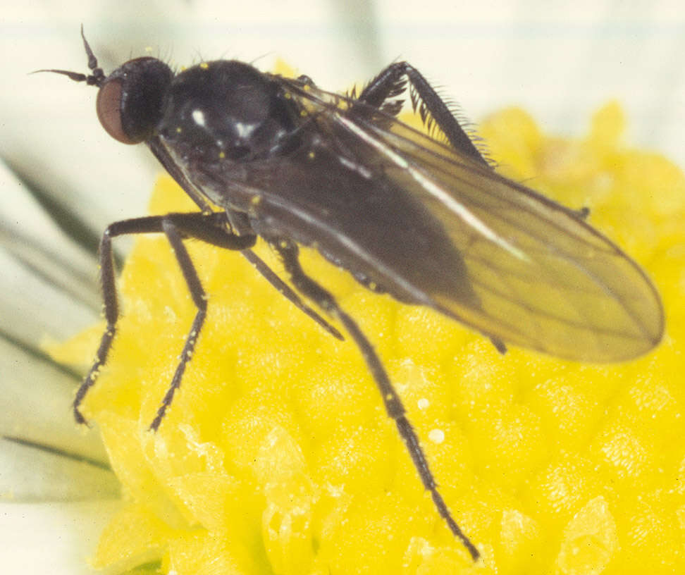 Image of Empis vitripennis Meigen 1822