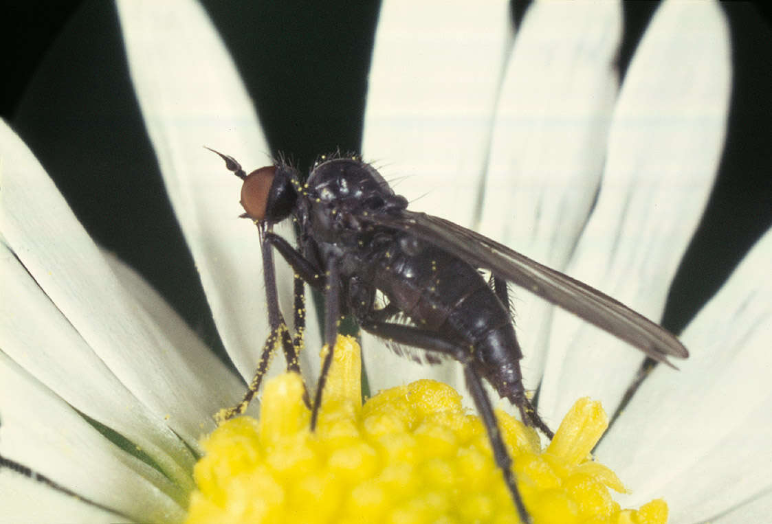 Imagem de Empis vitripennis Meigen 1822