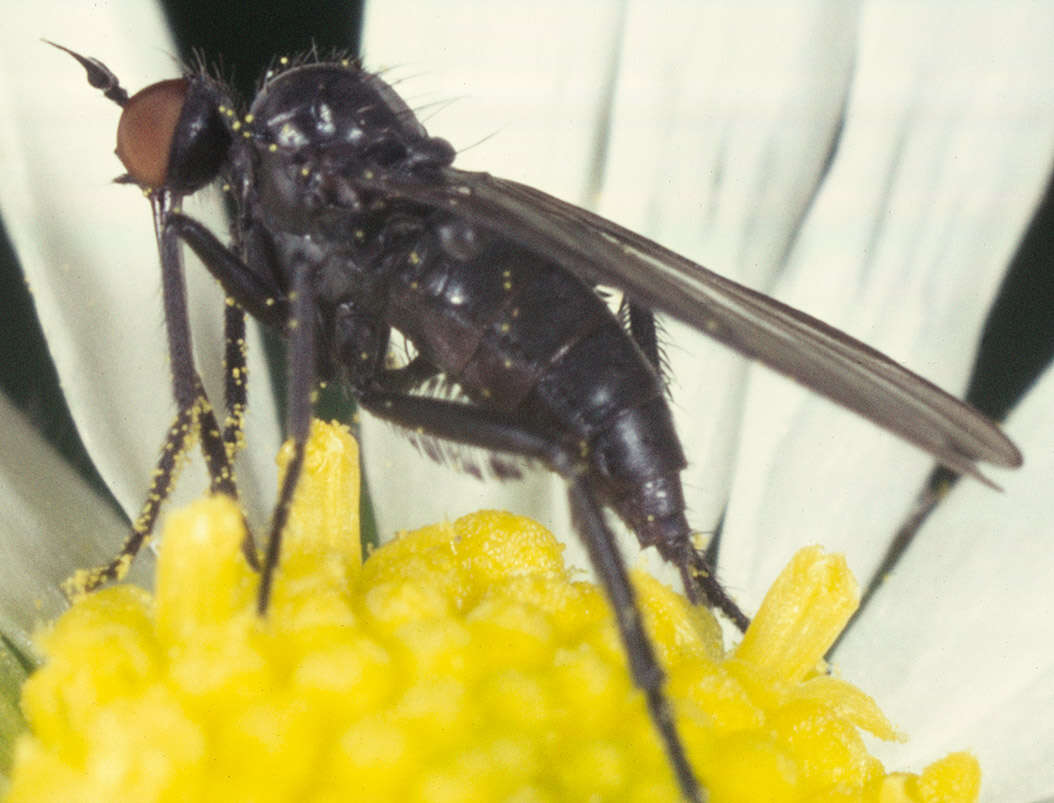 Image of Empis vitripennis Meigen 1822