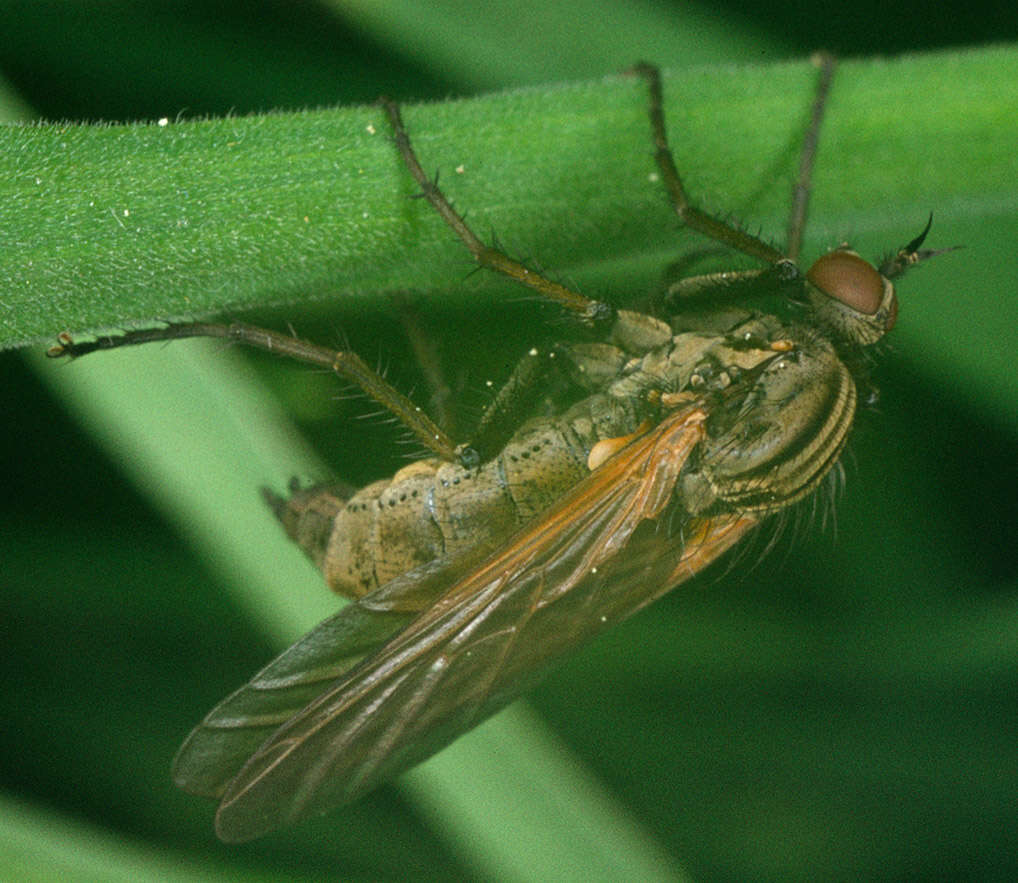 Image of Empis tessellata Fabricius 1794