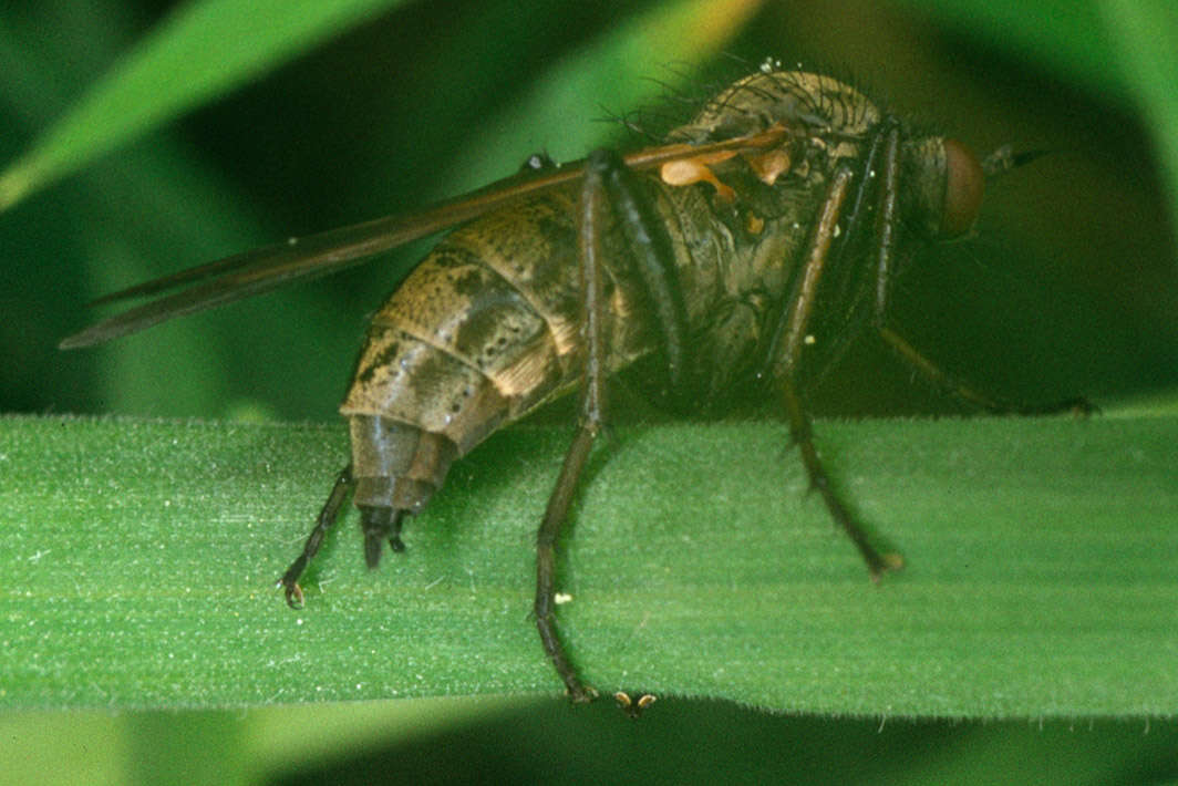 Image of Empis tessellata Fabricius 1794