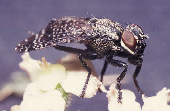 Image of Fly