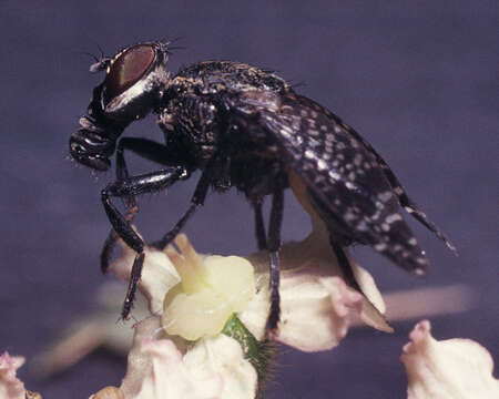 Image of Fly