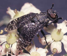 Image of Fly