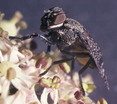 Image of Fly