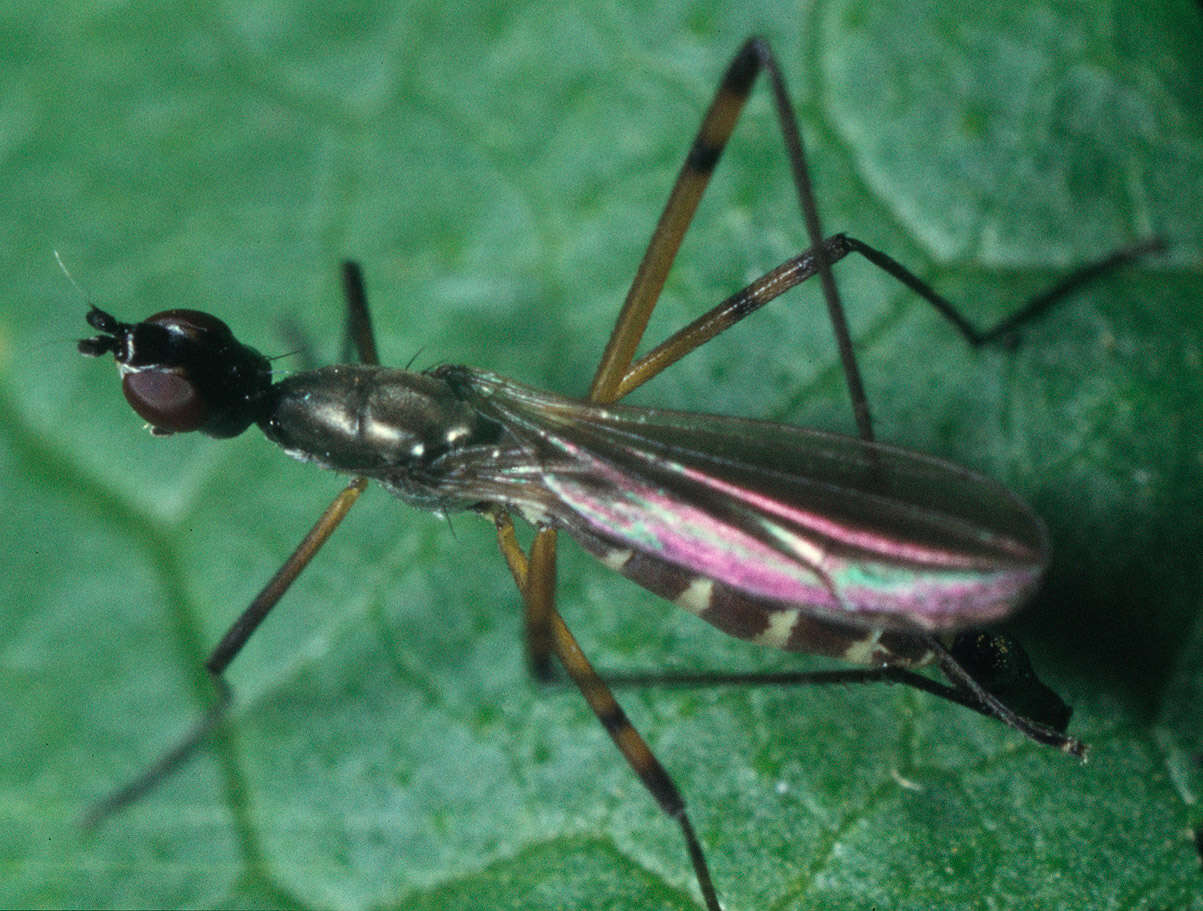 Image of Micropeza corrigiolata (Linnaeus 1767)