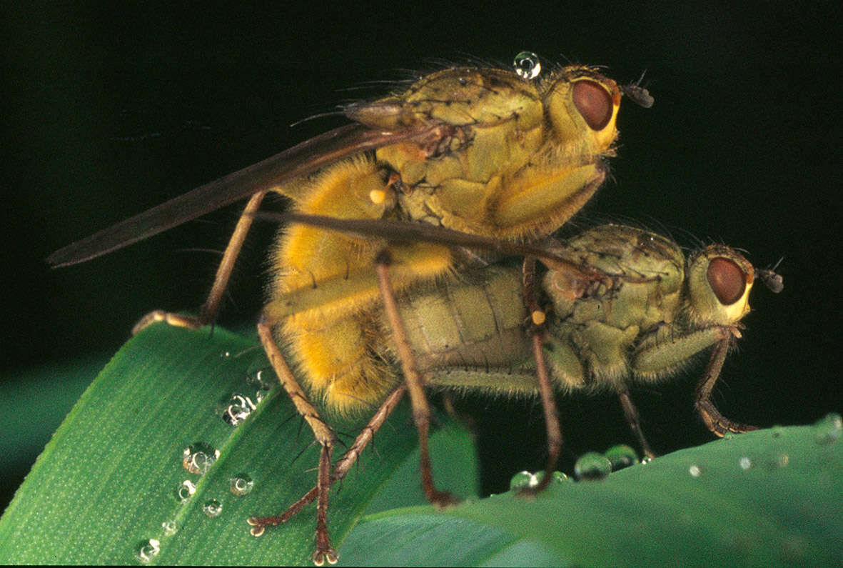 Image of Scathophaga stercoraria (Linnaeus 1758)