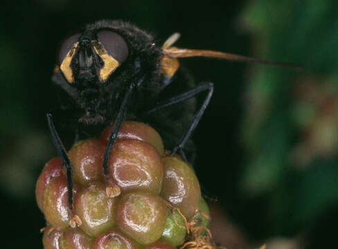 Image of Mesembrina meridiana (Linnaeus 1758)