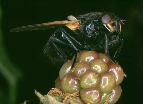 Image of Mesembrina meridiana (Linnaeus 1758)