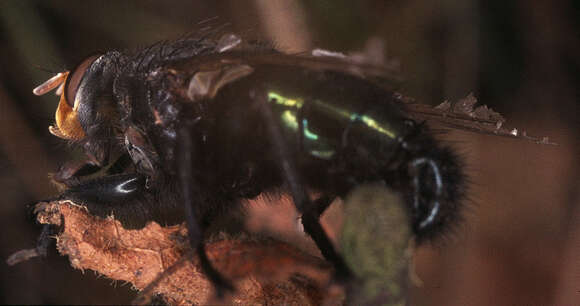 Image of bluebottle blow fly