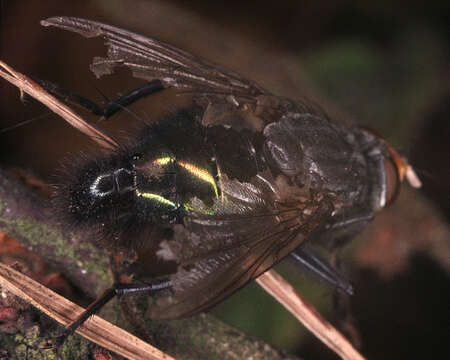 Image of bluebottle blow fly