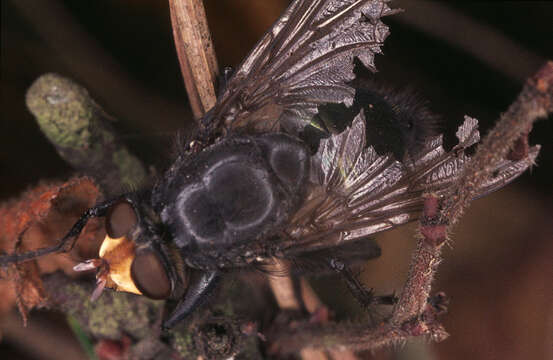 صورة Cynomya mortuorum (Linnaeus 1761)