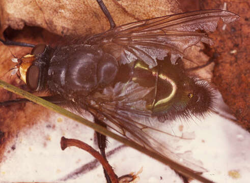 صورة Cynomya mortuorum (Linnaeus 1761)