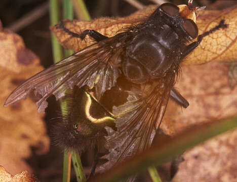 Image of bluebottle blow fly