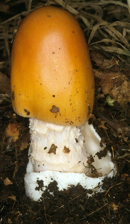 Image of Orange Grisette