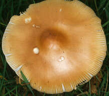 Image of Orange Grisette