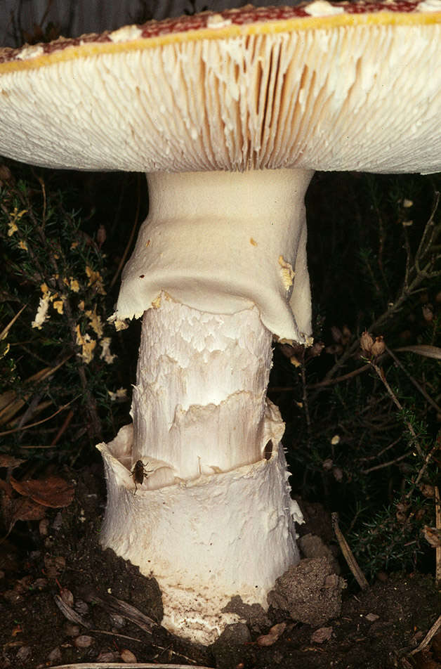 Image of Fly agaric