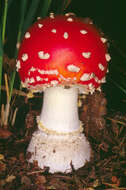 Image of Fly agaric